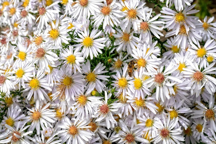 ASTER X DUMOSUS KRISTINA