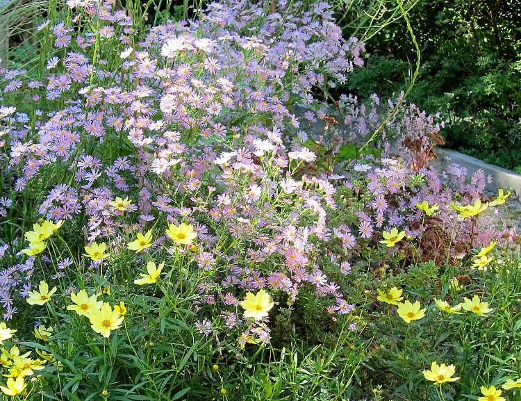 ASTER ERICOIDES 'ERLKÖNIG'