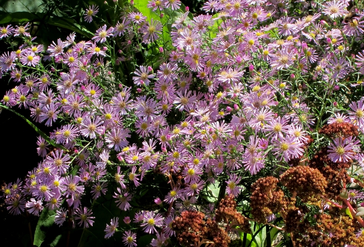 ASTER ERICOIDES 'ERLKÖNIG'