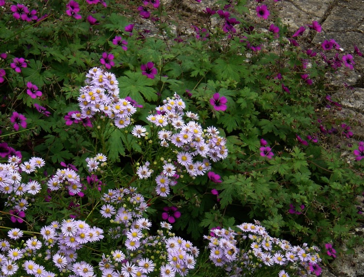 ASTER ERICOIDES 'ERLKÖNIG'