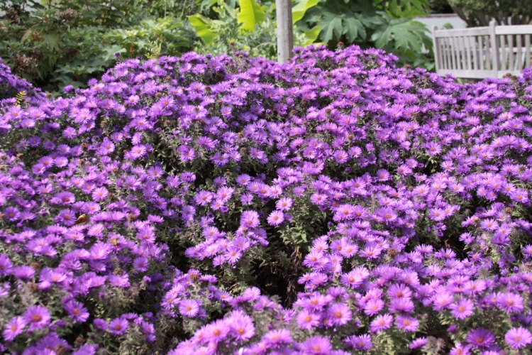 ASTER NOVAE-ANGLIAE PURPLE DOME