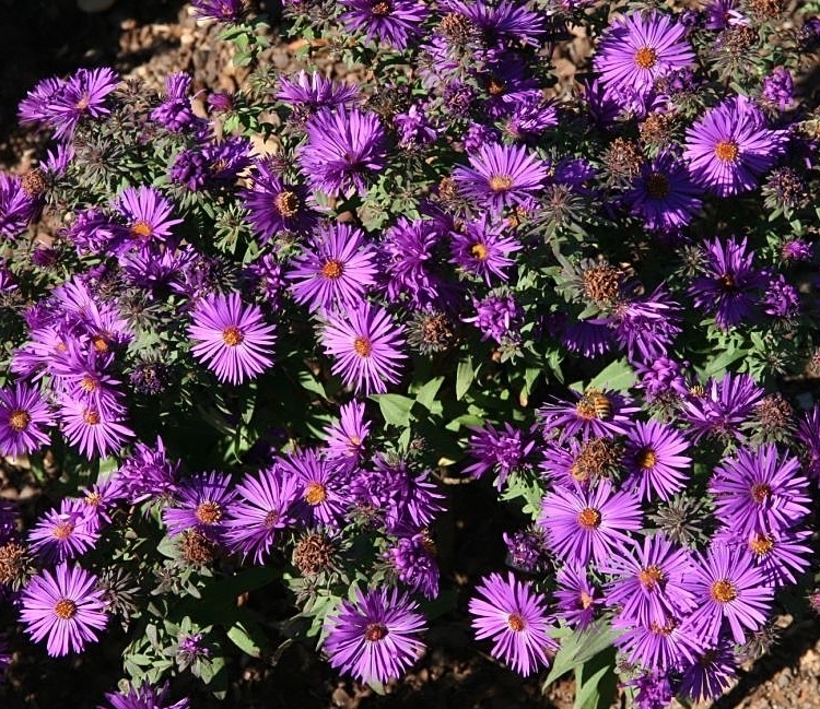 ASTER NOVAE-ANGLIAE PURPLE DOME