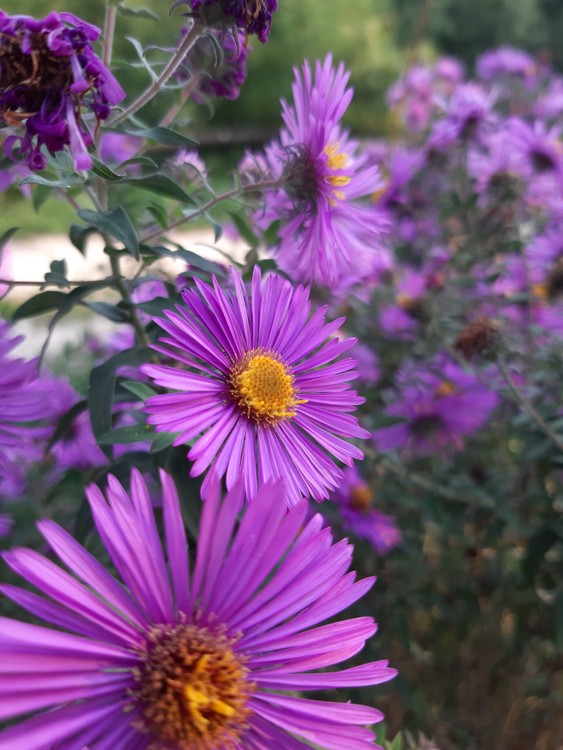 ASTER NOVAE-ANGLIAE PURPLE DOME