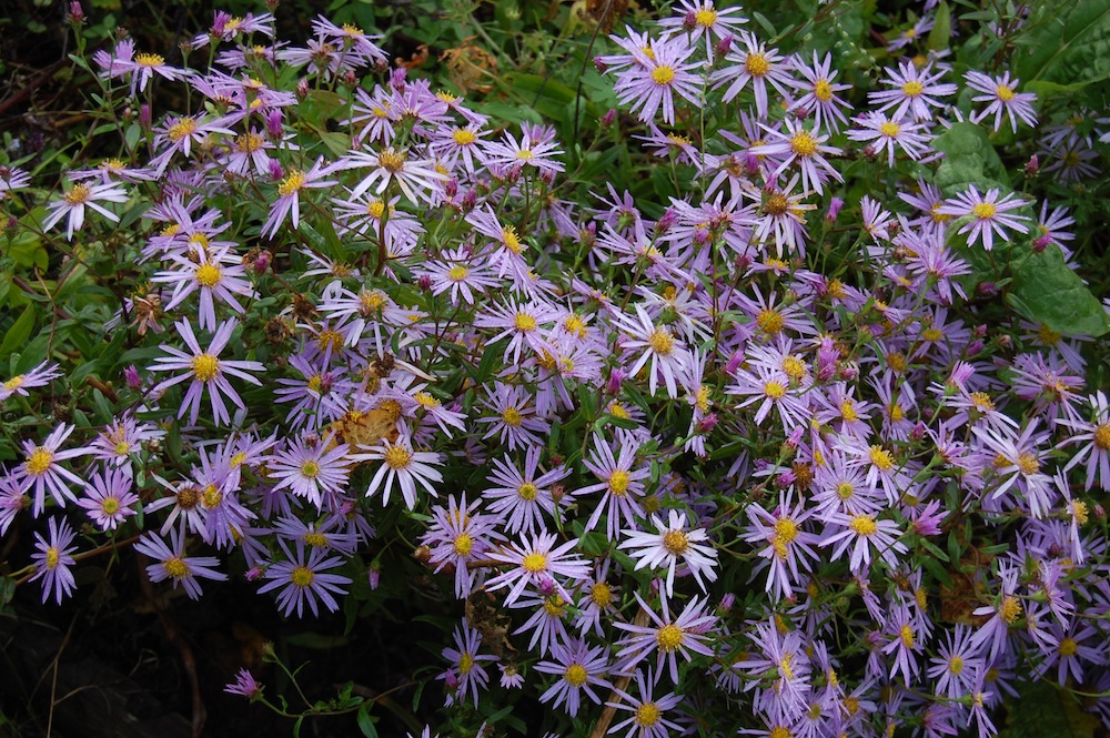 ASTER PYRENAEUS LUTETIA