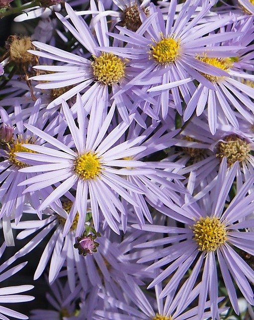 ASTER PYRENAEUS LUTETIA