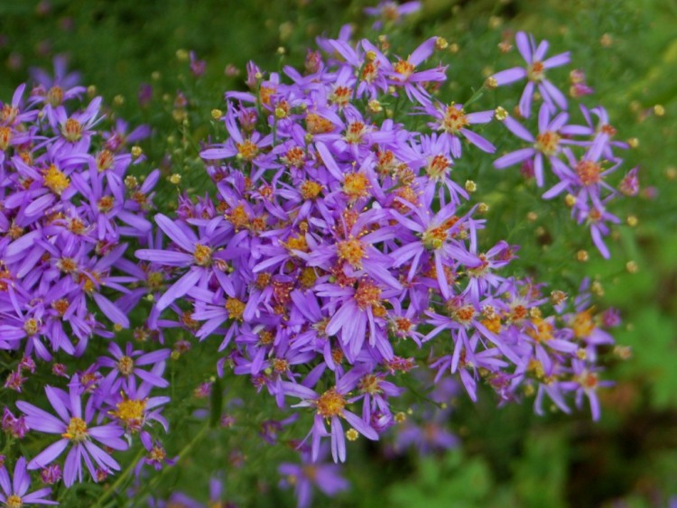 ASTER SEDIFOLIUS NANUS