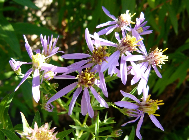 ASTER SEDIFOLIUS NANUS