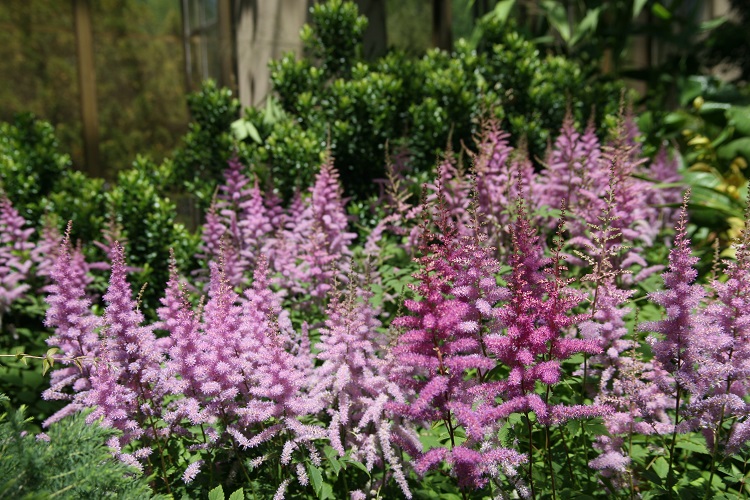 ASTILBE ARENDSII IN VARIETA'