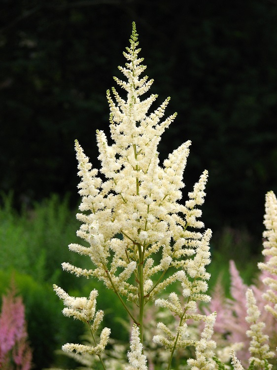 ASTILBE ARENDSII IN VARIETA'