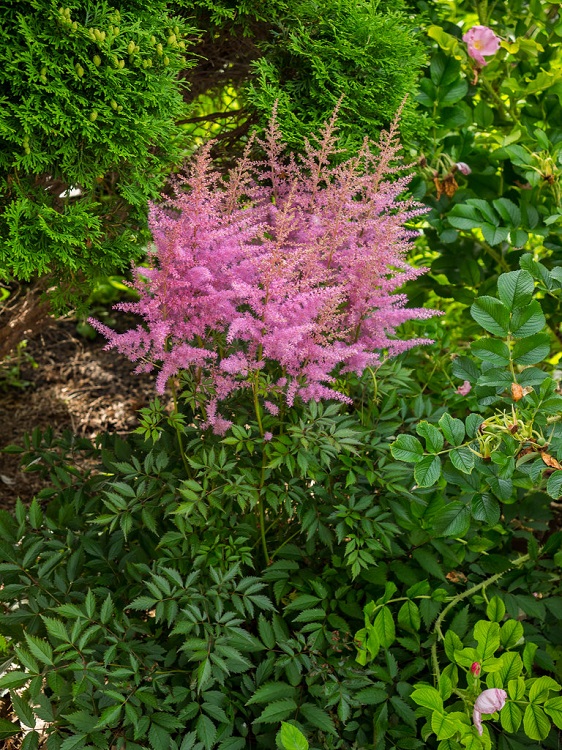 ASTILBE ARENDSII IN VARIETA'