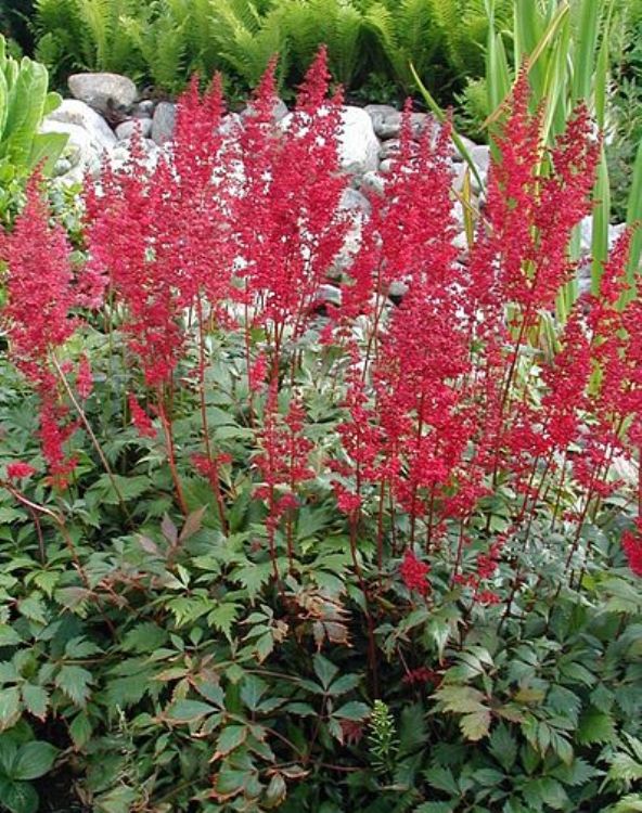 ASTILBE ARENDSII FANAL