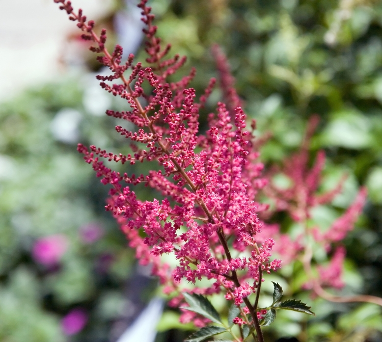 ASTILBE ARENDSII FANAL