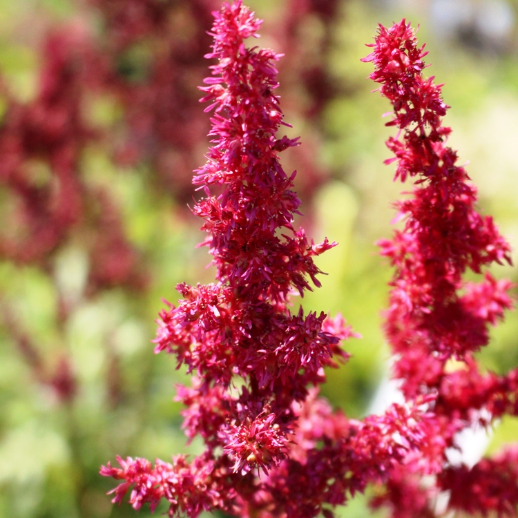 ASTILBE ARENDSII FANAL