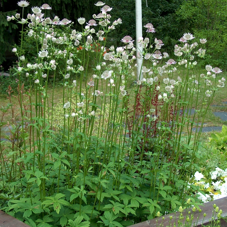 ASTRANTIA MAJOR