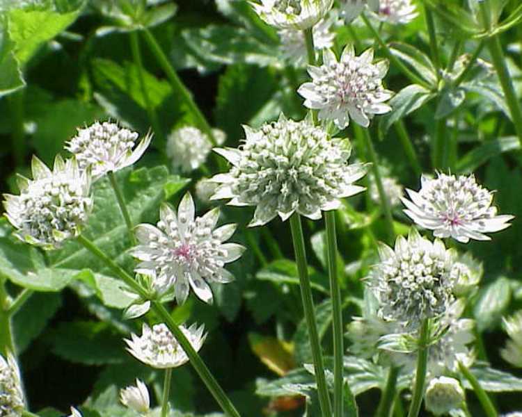 ASTRANTIA MAJOR