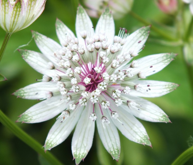 ASTRANTIA MAJOR