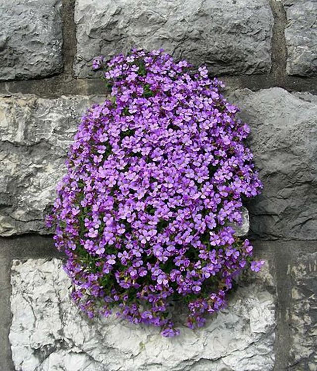 AUBRIETA CASCADE BLAU