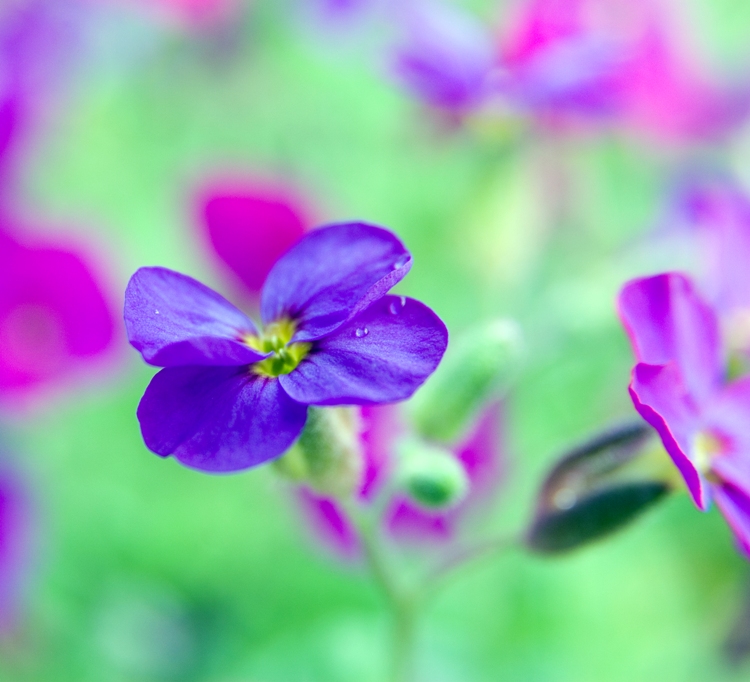 AUBRIETA CASCADE BLAU