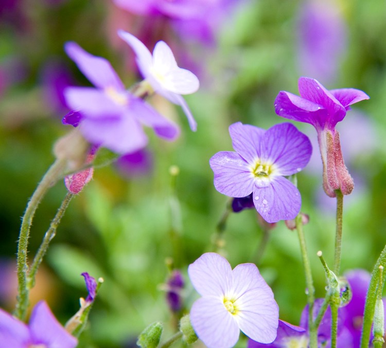 AUBRIETA CASCADE BLAU