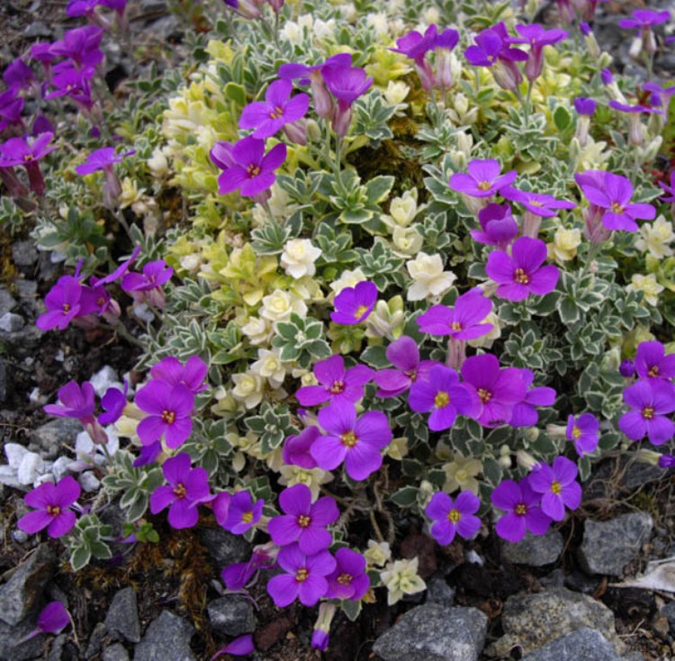 AUBRIETA HYBRIDA VARIEGATA