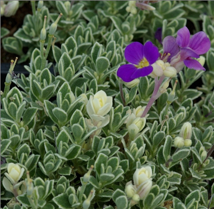 AUBRIETA HYBRIDA VARIEGATA