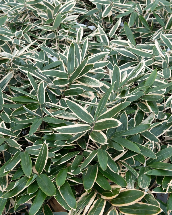 SASA VEITCHII