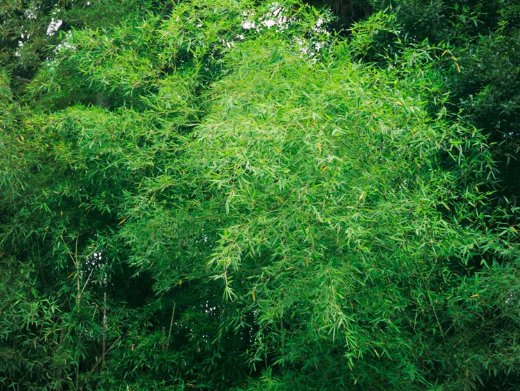 PHYLLOSTACHYS VIRIDIS MITIS