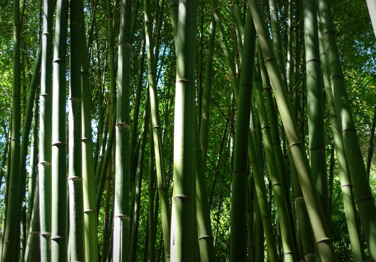 PHYLLOSTACHYS VIRIDIS MITIS