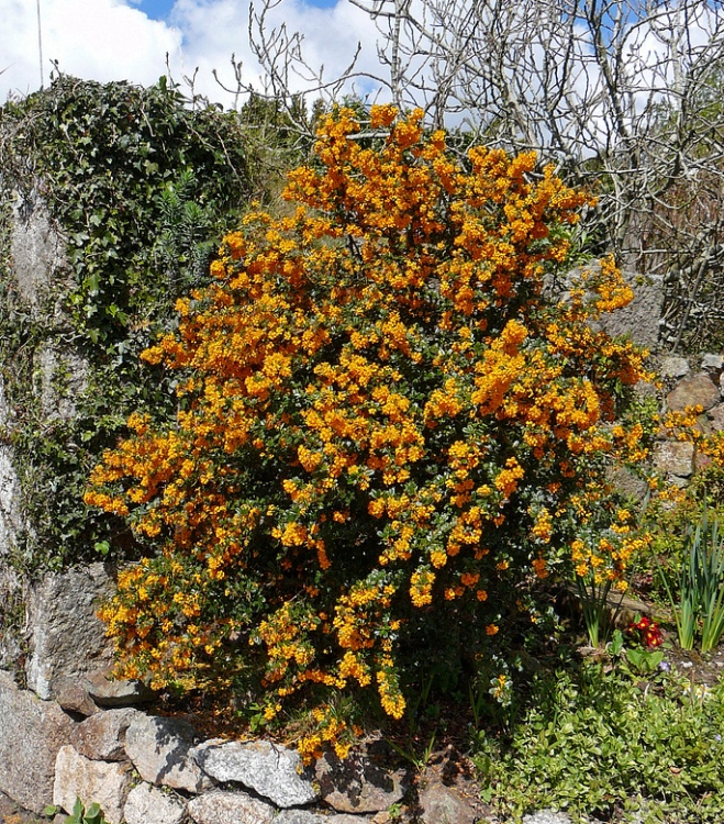 BERBERIS DARWINII