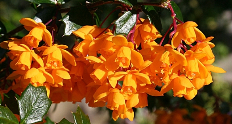 BERBERIS DARWINII