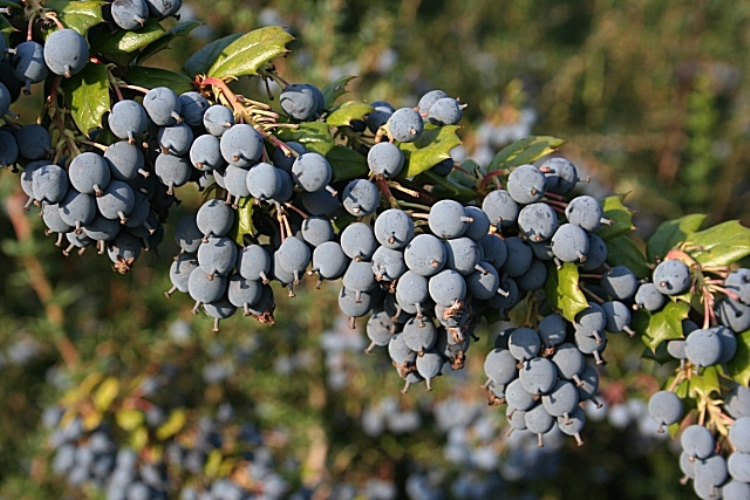 BERBERIS DARWINII
