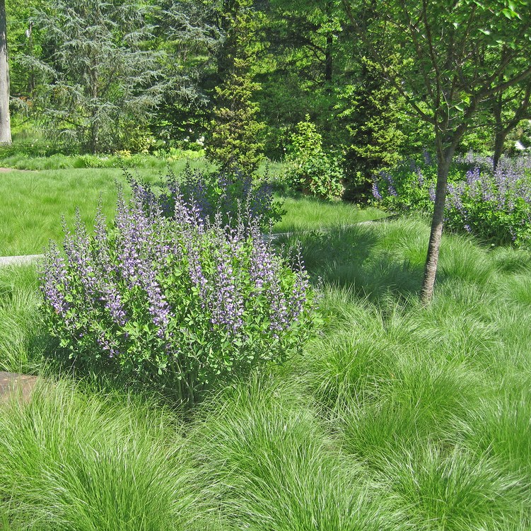 BAPTISIA AUSTRALIS