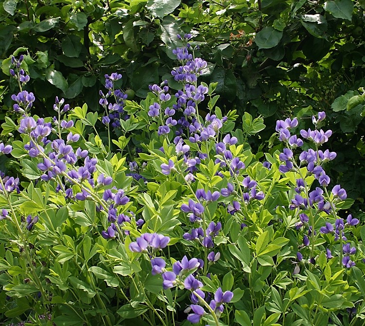 BAPTISIA AUSTRALIS