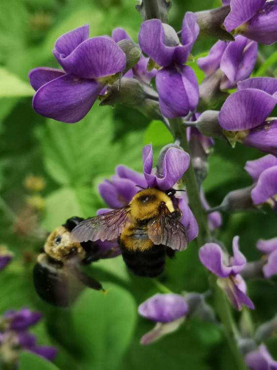BAPTISIA AUSTRALIS