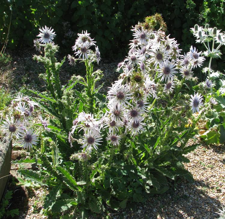 BERKHEYA PURPUREA