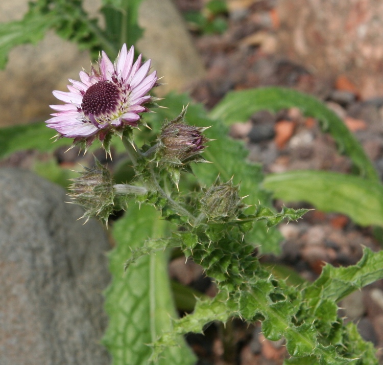BERKHEYA PURPUREA