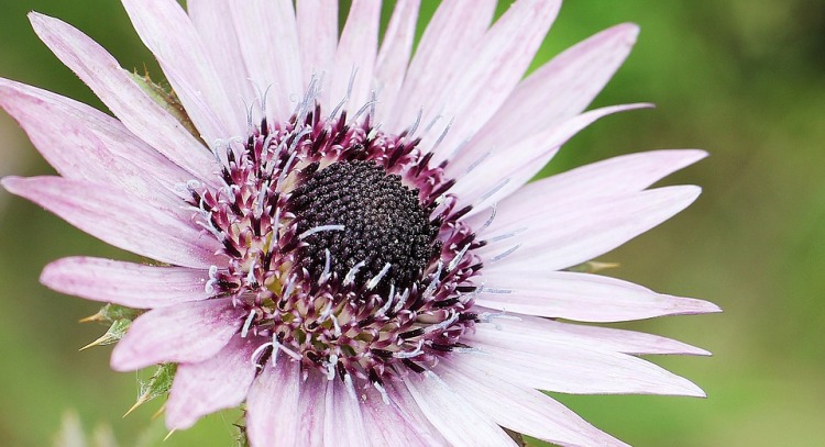 BERKHEYA PURPUREA