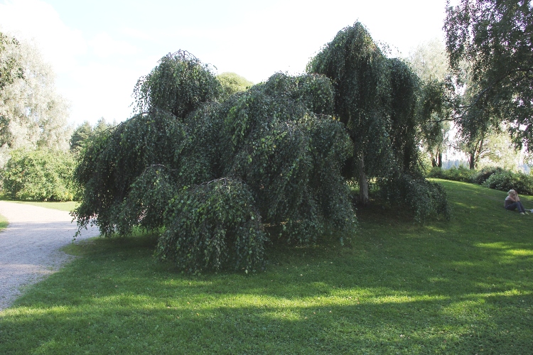 BETULA ALBA YOUNGII