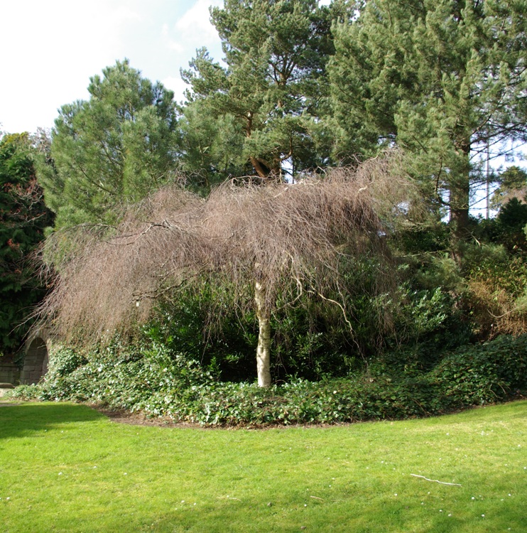 BETULA ALBA YOUNGII