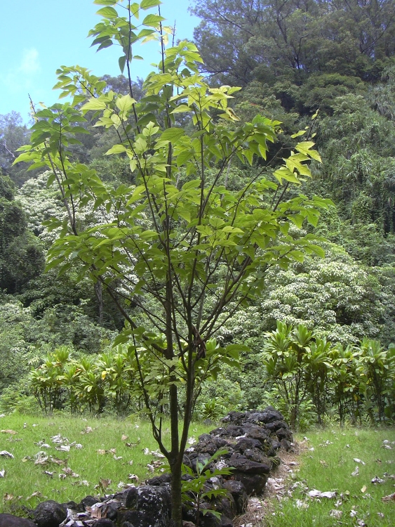 BROUSSONETIA PAPYRIFERA