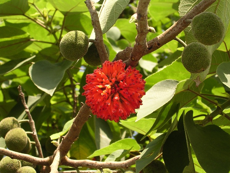 BROUSSONETIA PAPYRIFERA