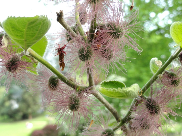 BROUSSONETIA PAPYRIFERA