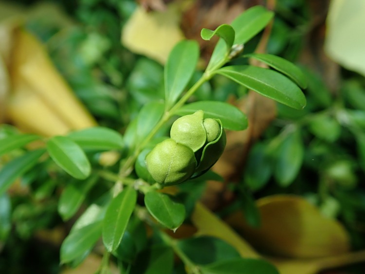 BUXUS SEMPERVIRENS MYRTIFOLIA A PALLA