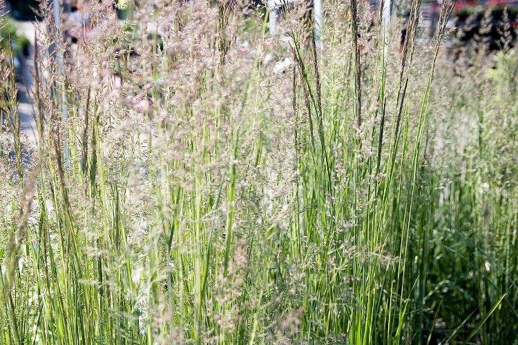 CALAMAGROSTIS X ACUTIFLORA WALDENBUCH