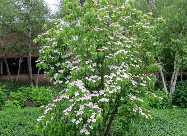 CORNUS KOUSA CHINESIS MILKY WAY