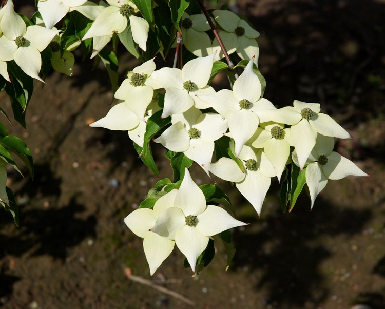 CORNUS KOUSA CHINESIS MILKY WAY