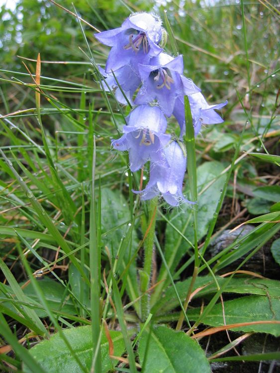 CAMPANULA BARBATA