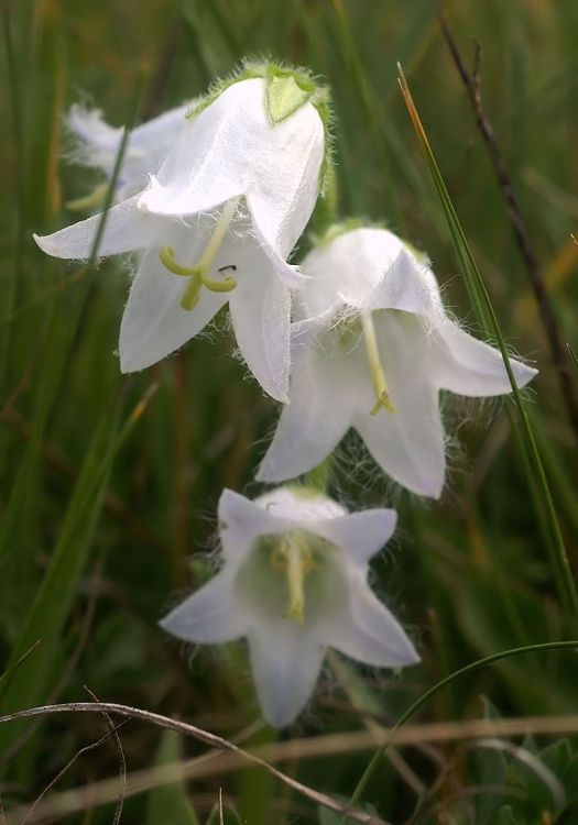 CAMPANULA BARBATA