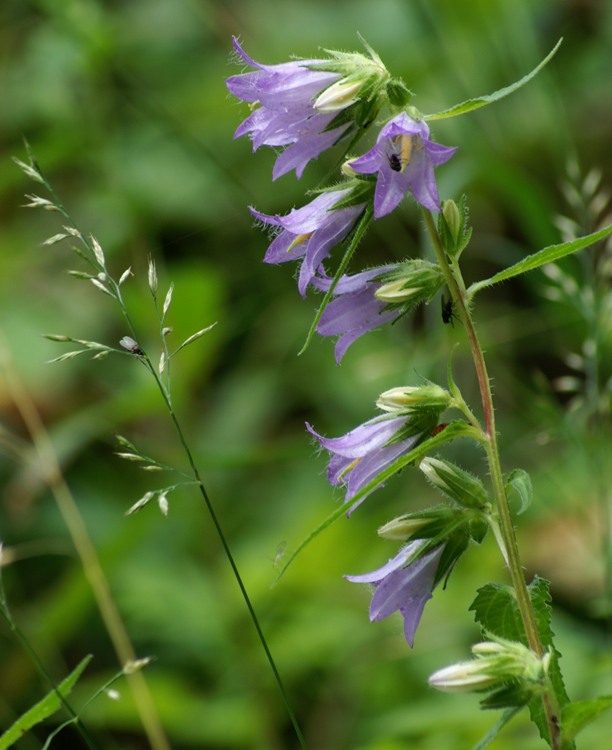 CAMPANULA BARBATA