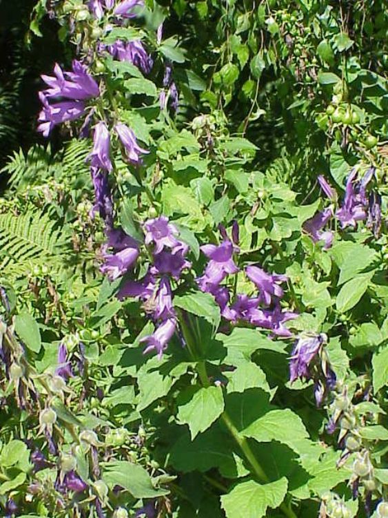 CAMPANULA LATIFOLIA MACRANTHA